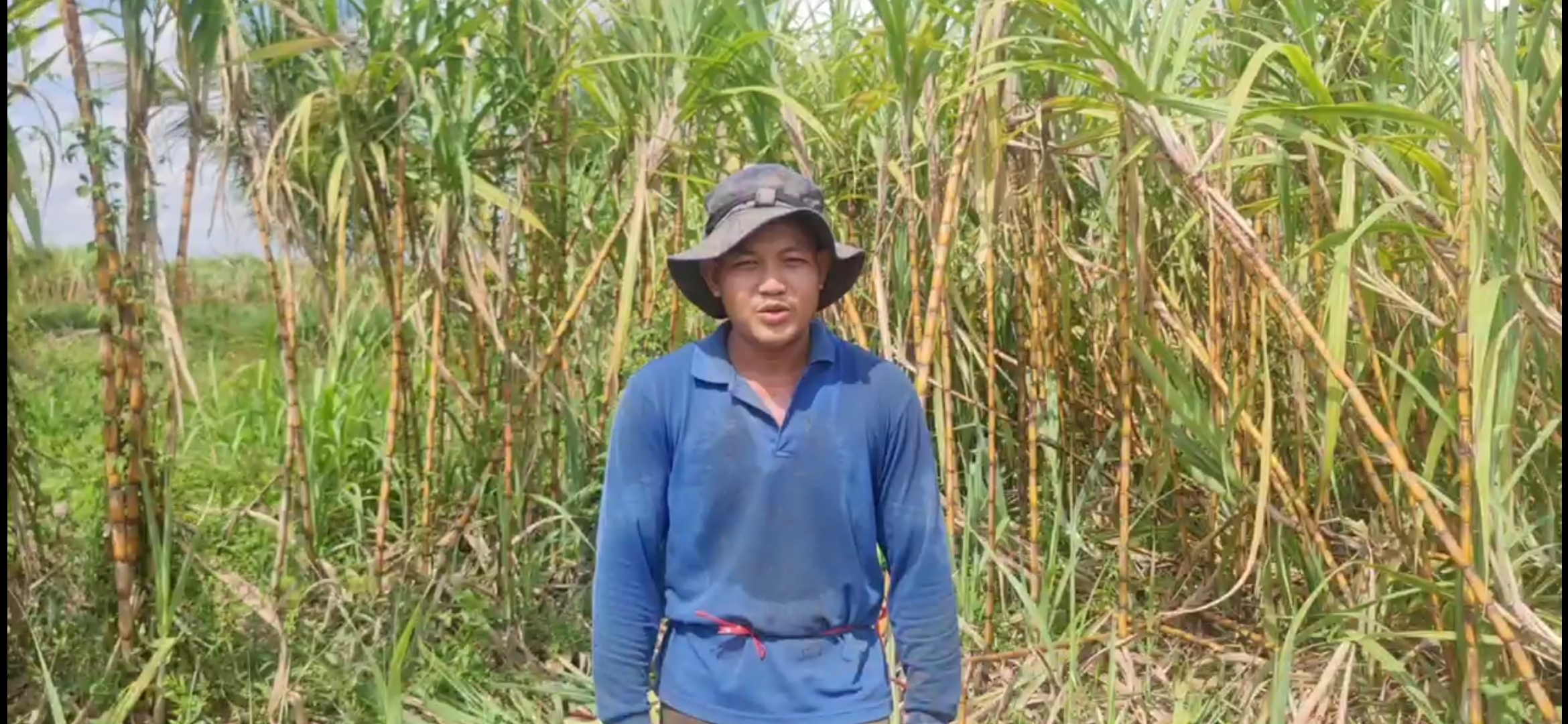Read more about the article ដំណាំអំពៅរបស់កសិករនៅក្រុងសួង ផ្ដល់ទិនផលខ្ពស់ល្អដូចឆ្នាំមុនដែរ និងមានទីផ្សារងាយស្រួលលក់