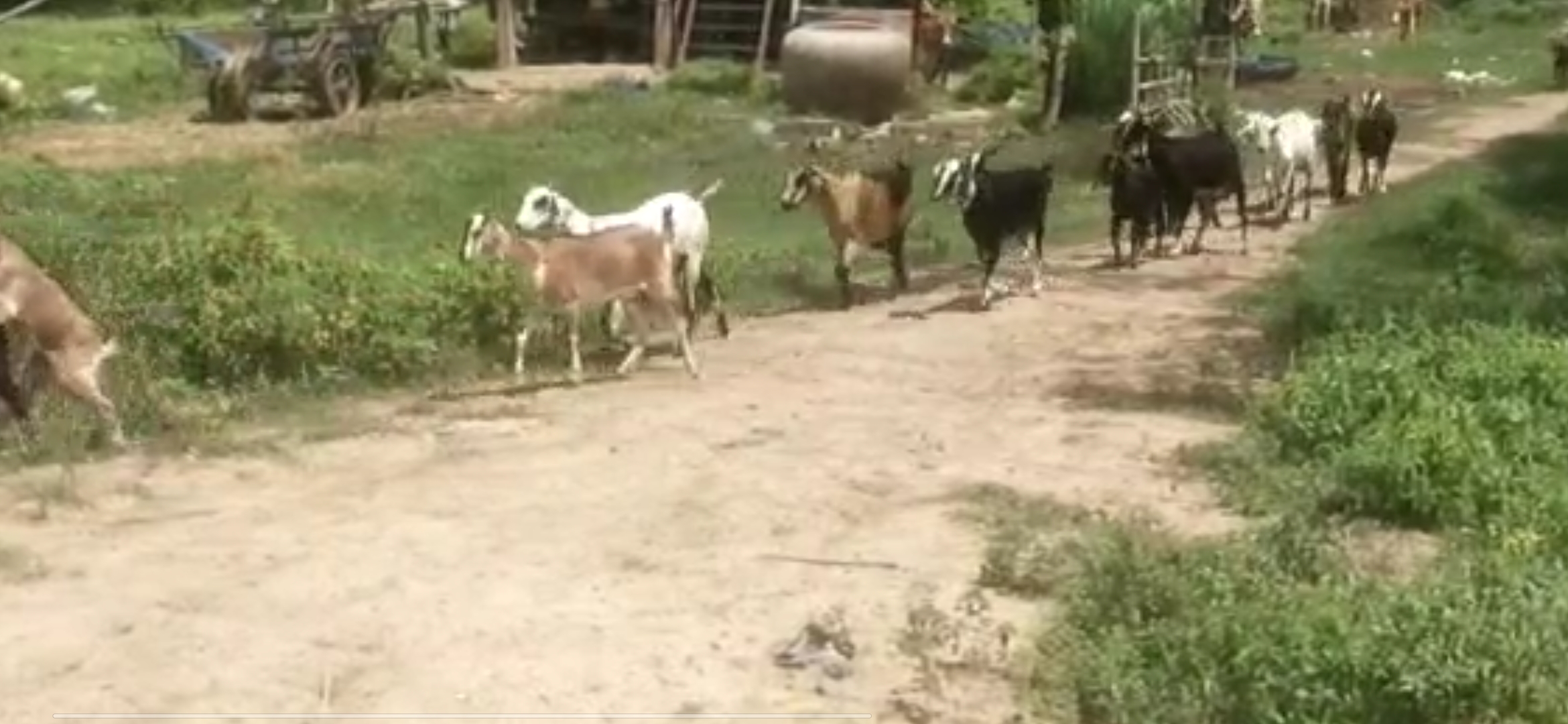 You are currently viewing តម្លៃសត្វពពែរបស់កសិករខេត្តត្បូងឃ្មុំ ឆ្នាំ ២០២៥ នេះ នៅតែមានតម្លៃល្អនៅលើទីផ្សារ