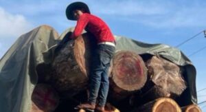 Read more about the article ឈ្មួញដឹកឈើដើមអំពិលបារាំង ឬហៅដើមចាន់គីរី បំរ៉ុងលោតឆ័ត្រ ចូលទៅប្រទេសវៀតណាមតាមច្រកដារ តែត្រូវមន្ត្រីជំនាញមិនអនុញ្ញាតិឲ្យចូល