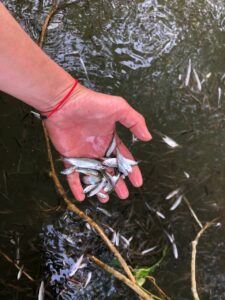 Read more about the article មន្ត្រីជំនាញខ័ណ្ឌរដ្ឋបាលជលផលខេត្តត្បូងឃ្មុំ បន្តបង្ក្រាបបទល្មើសនេសាទ ដូចភ្លៀងរលឹម