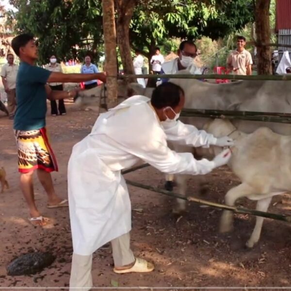 មន្ត្រីជំនាញផ្នែកបសុព្យាបាលខេត្តត្បូងឃ្មុំ អញ្ជើញចុះចាក់វ៉ាក់សាំងសត្វពាហន: នៅតាមខ្នងផ្ទះ របស់ប្រជាពលរដ្ឋ ដើម្បីធានាបាននូវសុវត្តិភាពសុខភាពគោក្របីរបស់ប្រជាពលរដ្ឋ