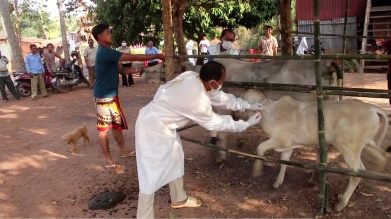មន្ត្រីជំនាញផ្នែកបសុព្យាបាលខេត្តត្បូងឃ្មុំ អញ្ជើញចុះចាក់វ៉ាក់សាំងសត្វពាហន: នៅតាមខ្នងផ្ទះ របស់ប្រជាពលរដ្ឋ ដើម្បីធានាបាននូវសុវត្តិភាពសុខភាពគោក្របីរបស់ប្រជាពលរដ្ឋ