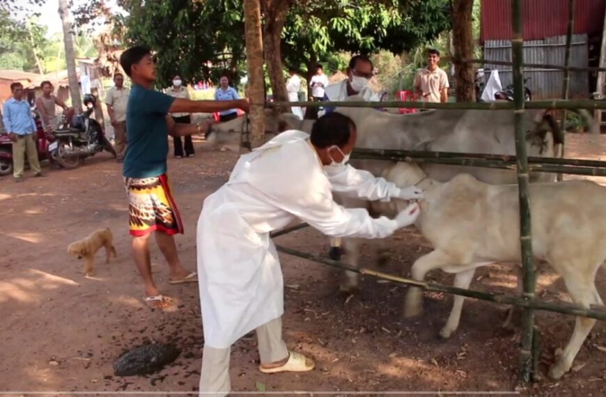 មន្ត្រីជំនាញផ្នែកបសុព្យាបាលខេត្តត្បូងឃ្មុំ អញ្ជើញចុះចាក់វ៉ាក់សាំងសត្វពាហន: នៅតាមខ្នងផ្ទះ របស់ប្រជាពលរដ្ឋ ដើម្បីធានាបាននូវសុវត្តិភាពសុខភាពគោក្របីរបស់ប្រជាពលរដ្ឋ